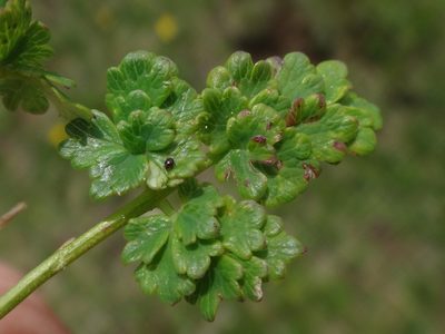 Thalictrum alpinum, photographed by Christian Berg
