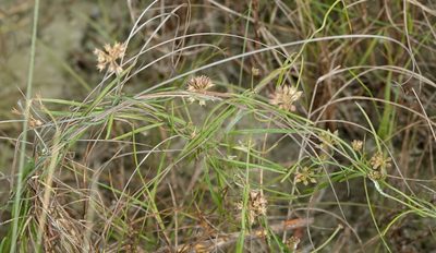 Funastrum angustifolium, photographed by Claire Herzog