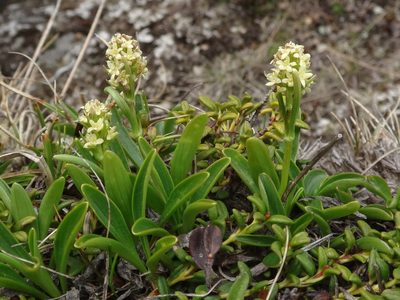 Valeriana celtica, photographed by Christian Berg