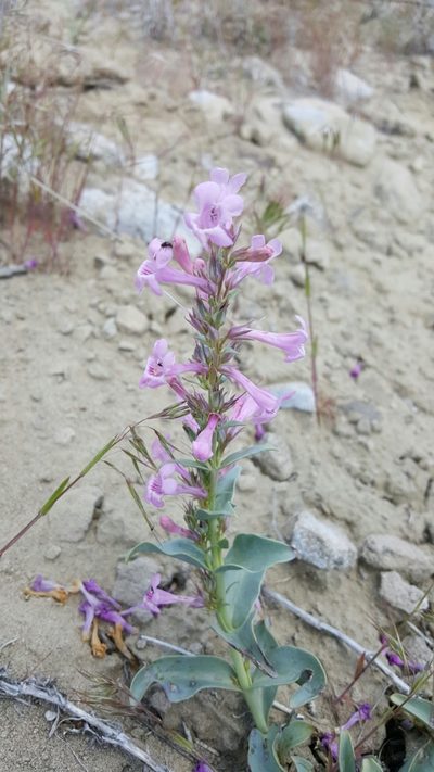 Penstemon flowersii, photographed by Toby