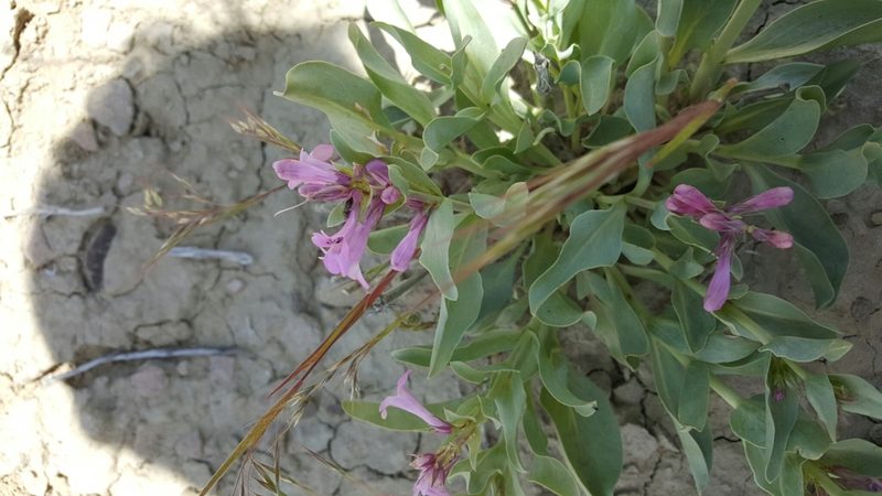 Penstemon flowersii, photographed by Toby