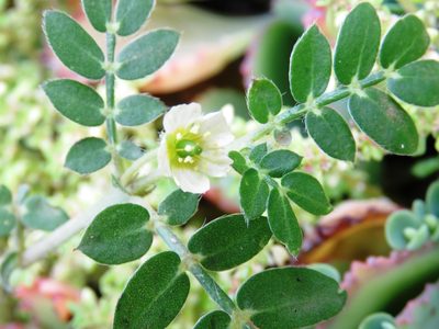 Kallstroemia maxima, photographed by jmmaes