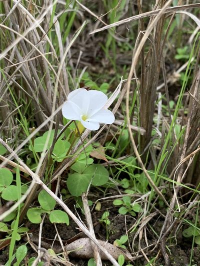 Oxalis minuta, photographed by Dave Richardson