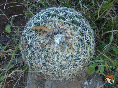 Coryphantha pseudoradians, photographed by Eugenio Padilla