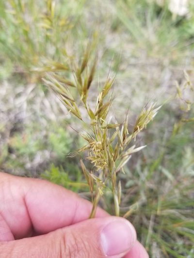 Helictochloa hookeri, photographed by msieges