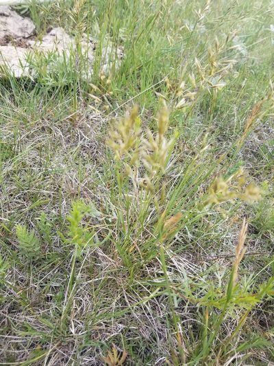 Helictochloa hookeri, photographed by msieges