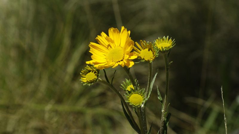 Hymenoxys integrifolia, photographed by Jalil R.