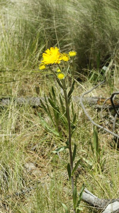 Hymenoxys integrifolia, photographed by Jalil R.
