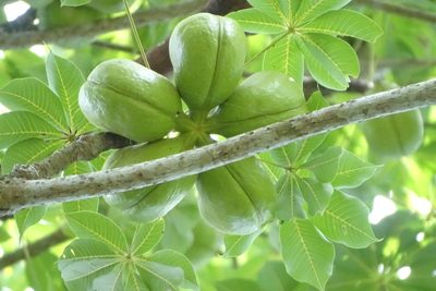 Sterculia foetida, photographed by renjus box