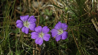 Geranium potentillifolium, photographed by Jalil R.