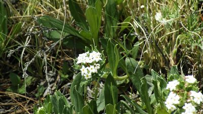 Lithospermum distichum, photographed by Jalil R.