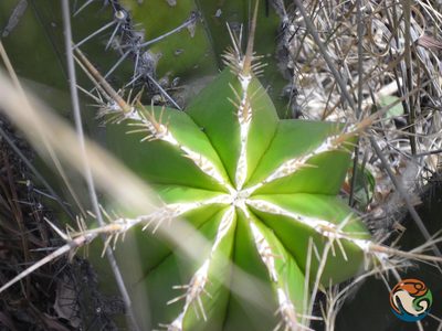 Escontria chiotilla, photographed by Eugenio Padilla