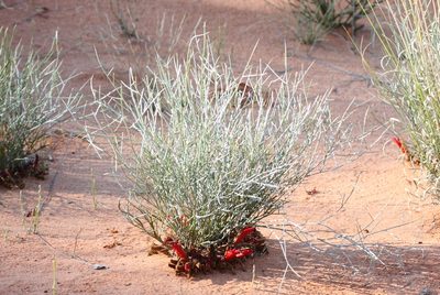 Leptosema chambersii, photographed by Richard Fuller