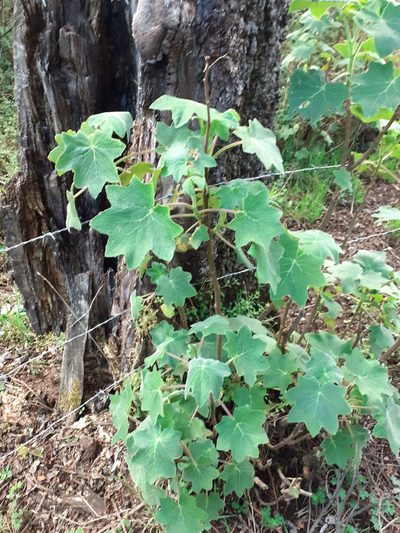 Roldana angulifolia, photographed by Jalil R.