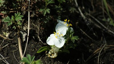 Weldenia candida, photographed by Jalil R.