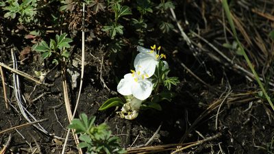 Weldenia candida, photographed by Jalil R.
