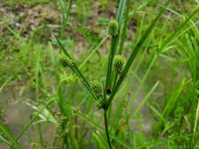 Cyperus retrorsus, photographed by Tyler Bishop