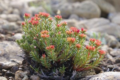 Rhodiola quadrifida, photographed by Yehor Yatsiuk