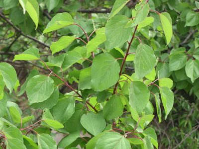 Prunus sibirica, photographed by Jens-Christian Svenning