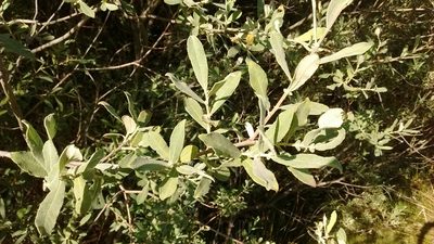 Salix salviifolia, photographed by ARBA Tres Cantos