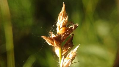 Carex divisa, photographed by ARBA Tres Cantos