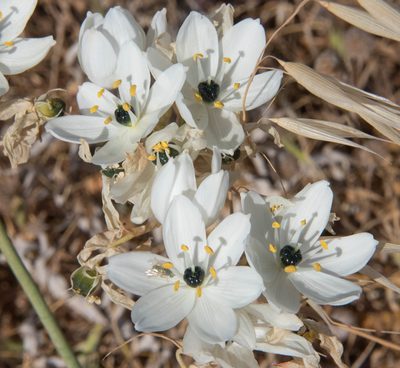 Melomphis arabica, photographed by Don Loarie