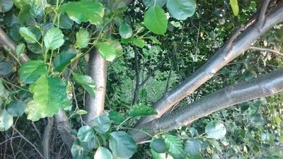 Alnus lusitanica, photographed by ARBA Tres Cantos