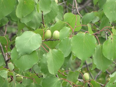 Prunus sibirica, photographed by Jens-Christian Svenning