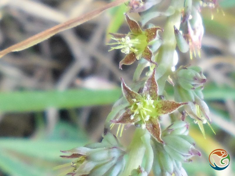 Thompsonella minutiflora, photographed by Eugenio Padilla