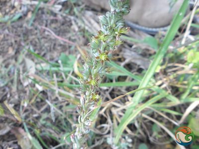 Thompsonella minutiflora, photographed by Eugenio Padilla