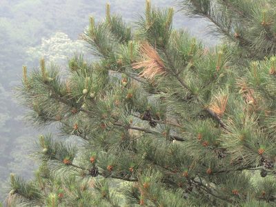 Pinus tabuliformis, photographed by Jens-Christian Svenning