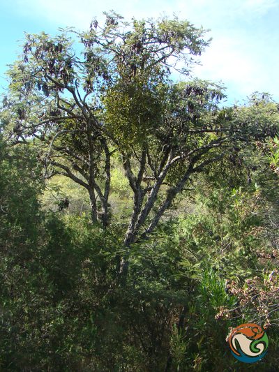 Lysiloma acapulcense, photographed by Eugenio Padilla