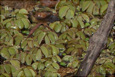 Salvinia biloba, photographed by RAP