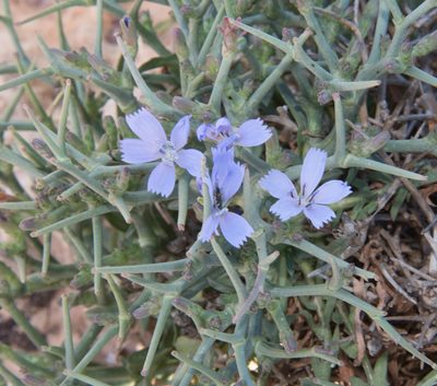 Cichorium spinosum, photographed by Don Loarie