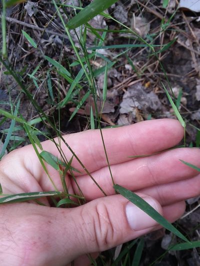 Dichanthelium roanokense, photographed by Will McFarland