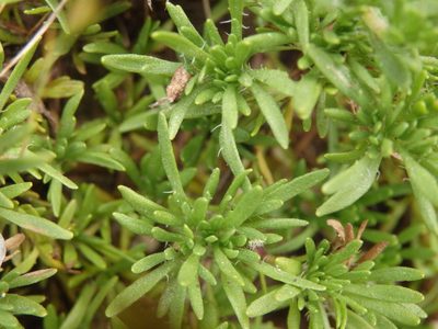Thymus caespititius, photographed by Carminda Santos