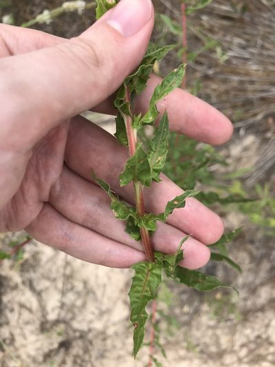 Oenothera heterophylla, photographed by Blake Bringhurst
