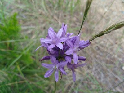 Dichelostemma multiflorum, photographed by calibas