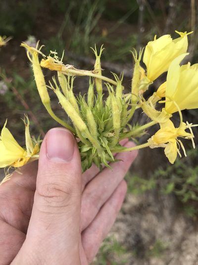 Oenothera heterophylla, photographed by Blake Bringhurst