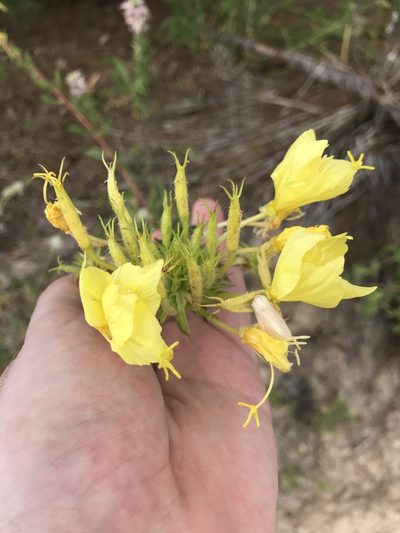 Oenothera heterophylla, photographed by Blake Bringhurst