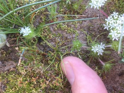 Isoetes orcuttii, photographed by crothfels