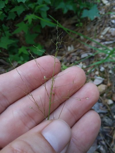 Dichanthelium villosissimum, photographed by Will McFarland
