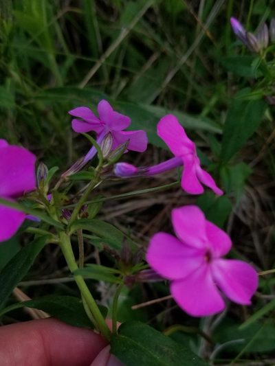 Phlox ovata, photographed by Daniel McClosky