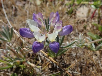 Lupinus variicolor, photographed by joergmlpts