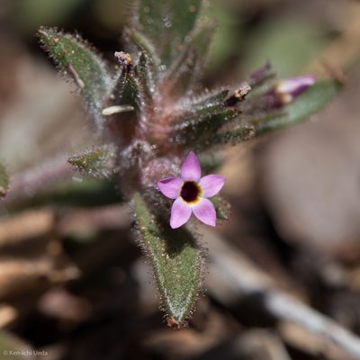 Collomia diversifolia, photographed by Ken-ichi Ueda