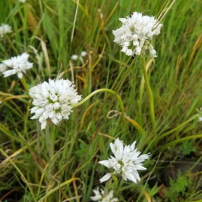 Allium fibrillum