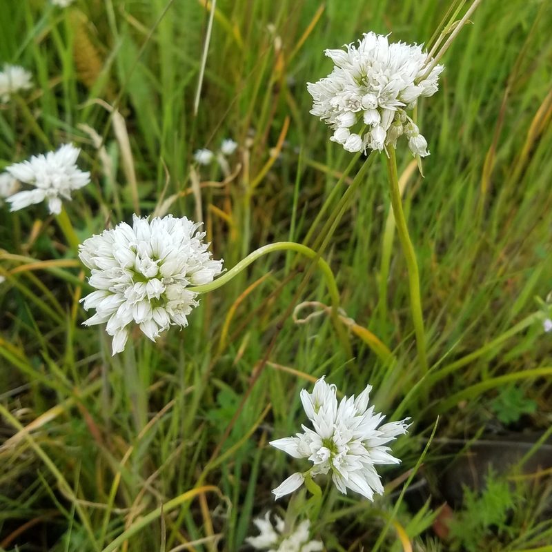 Allium fibrillum, photographed by RJ Baltierra