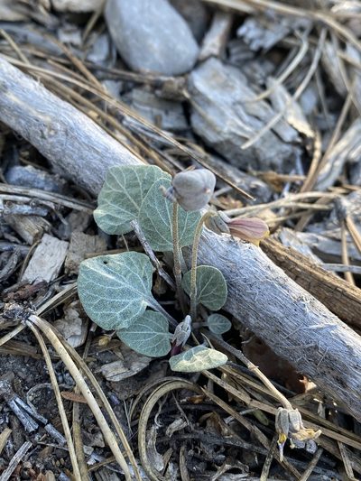 Viola charlestonensis, photographed by Matt Berger