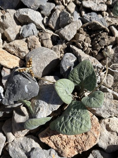 Viola charlestonensis, photographed by Matt Berger