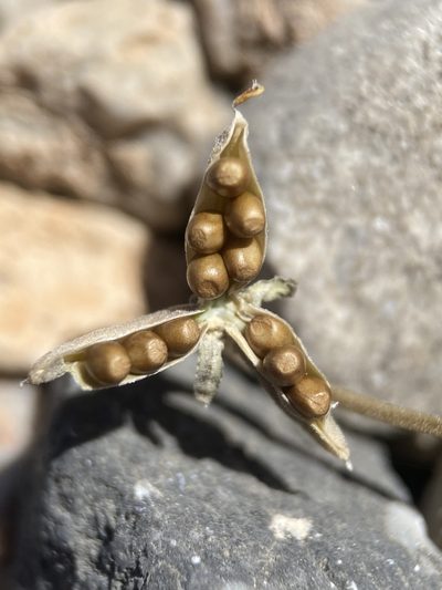 Viola charlestonensis, photographed by Matt Berger
